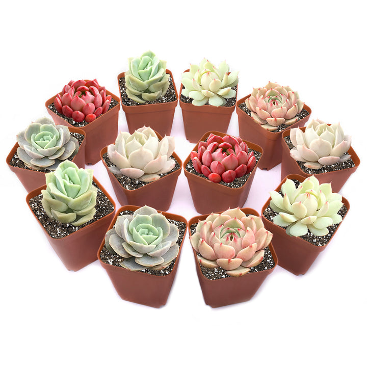 12-pack-of-2-inch-rosette-succulent-plants