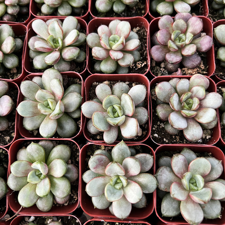 graptoveria-amethorum