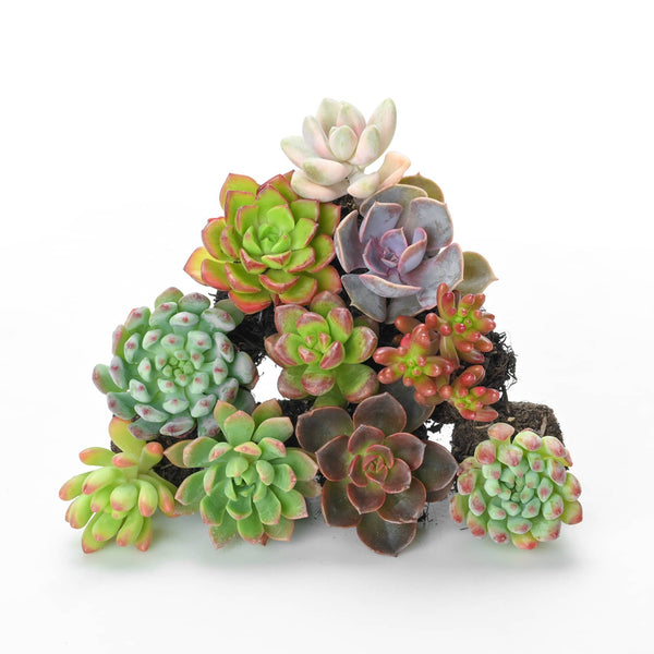 10 Assorted Succulent Plugs (10 Varieties)