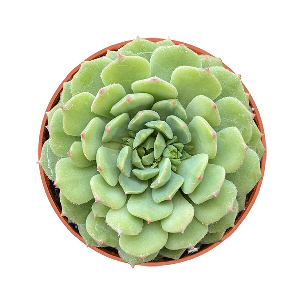 Echeveria Dondo(4 inch)