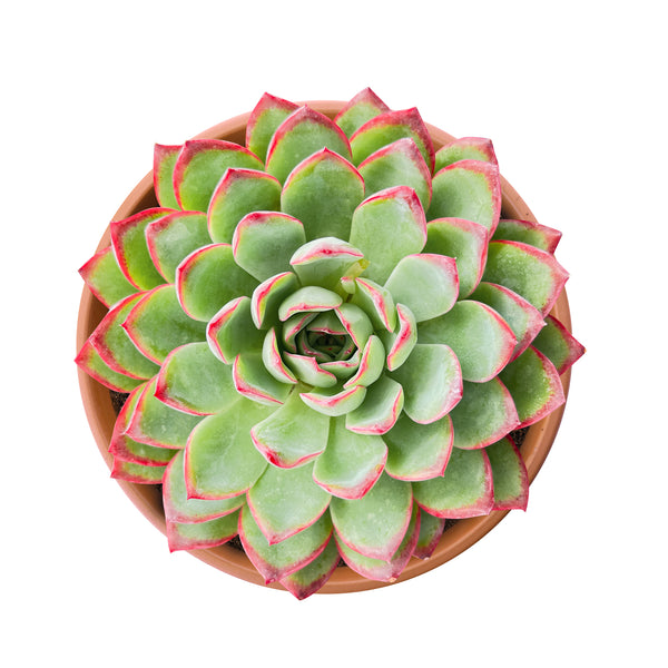 Echeveria Pulidonis(Walther) (6 inch)