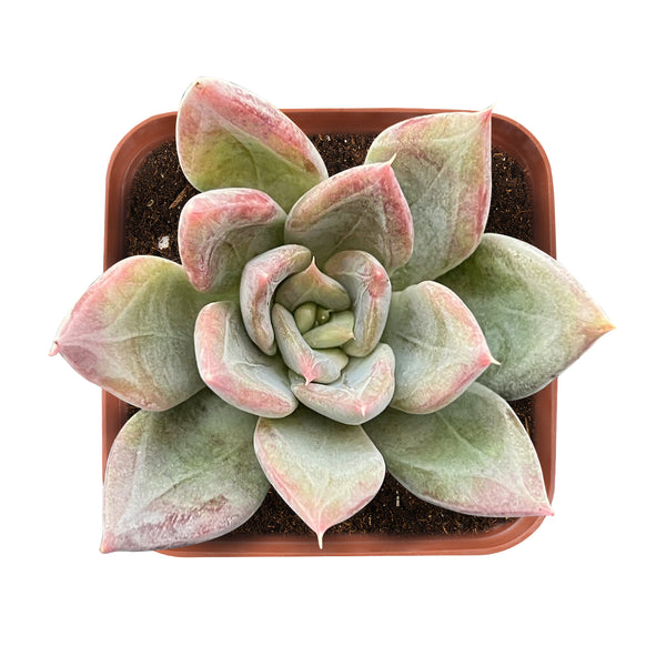 appearance-of-Echeveria-Silver-Queen