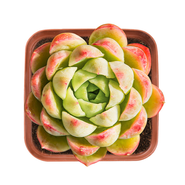 Echeveria 'Lime and Chile'