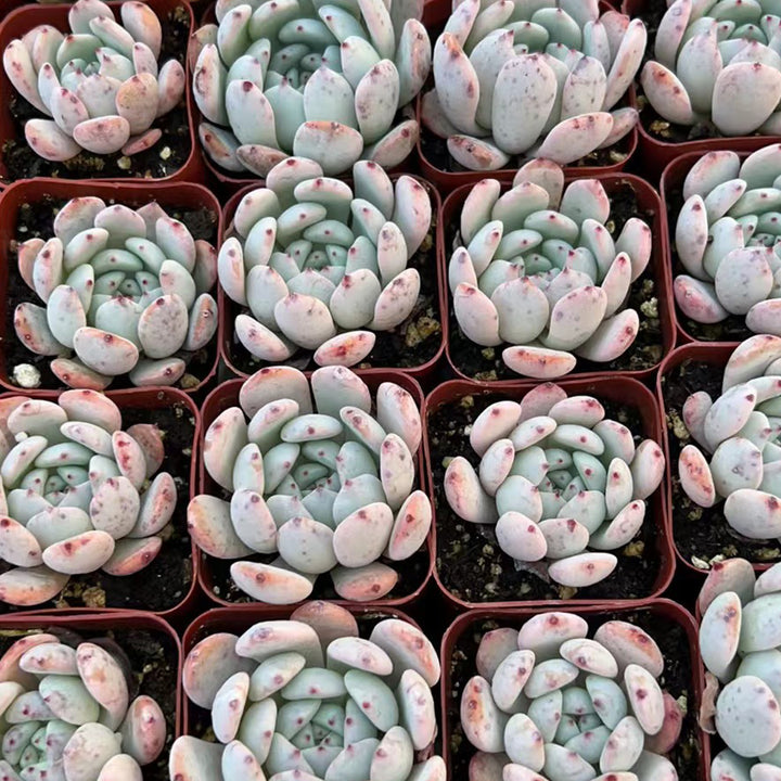 Echeveria 'Biante'