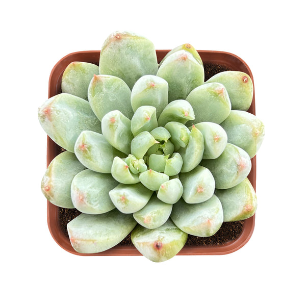 Echeveria White Line