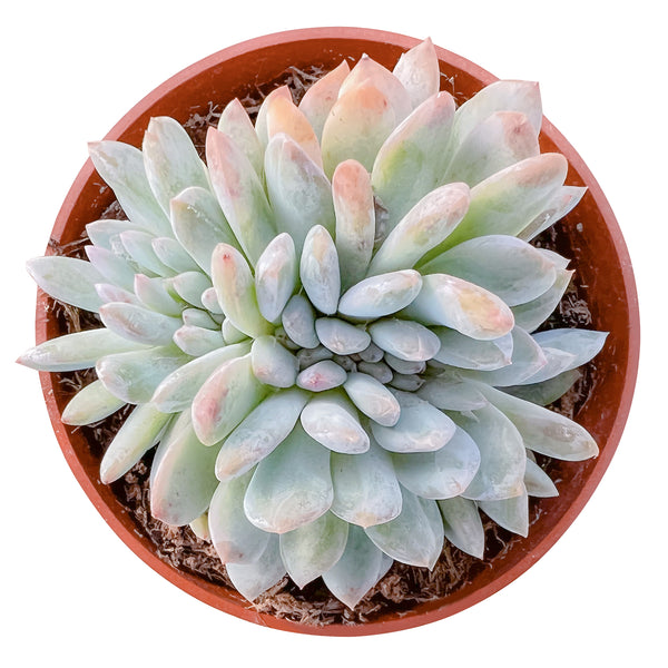 Crested Echeveria Snow Angel (4 inch)