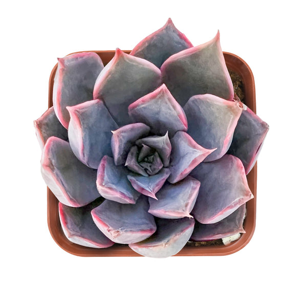 Echeveria 'Mensa'