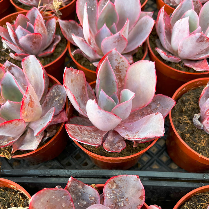 echeveria afterglow in 4 inch nursery pot