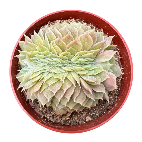 Crested Echeveria Onslow (4 inch)