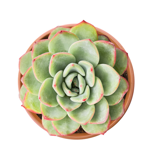 Echeveria Sensation (6 inch)