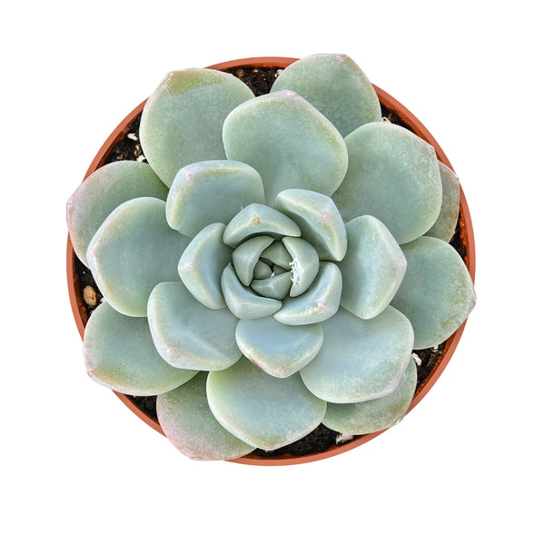 Echeveria Ice Green (4 inch)