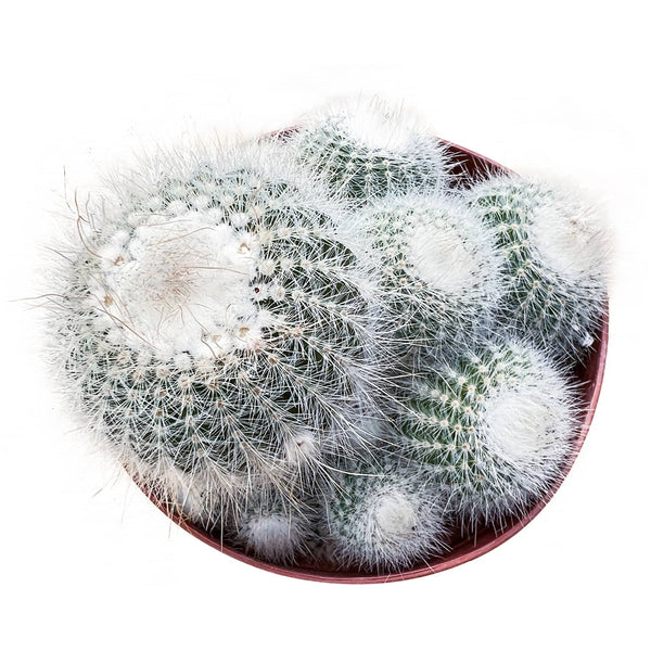 Parodia scopa / Silver Ball Cactus (4 inch)