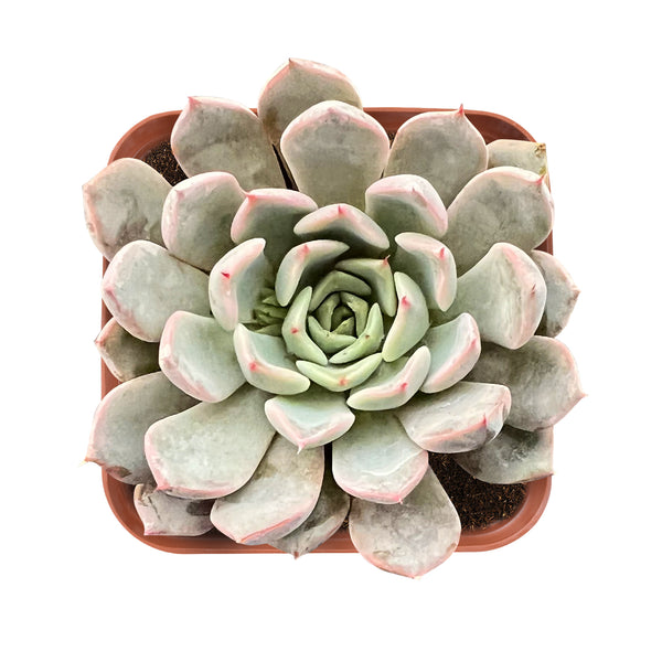 appearance-of-Echeveria-Texensis-Rosea