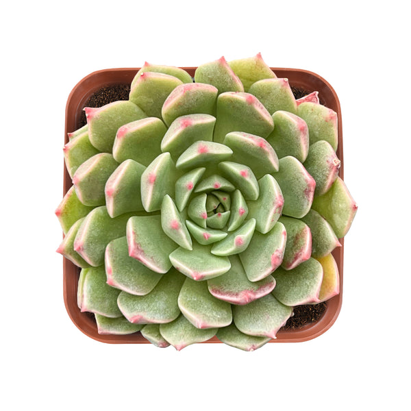 appearance-of-Echeveria-Olivia