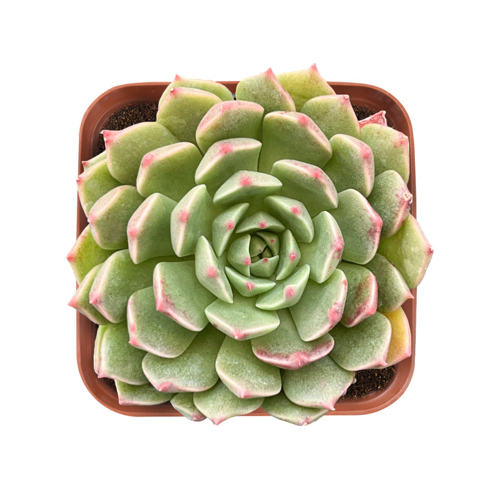 appearance-of-Echeveria-Olivia