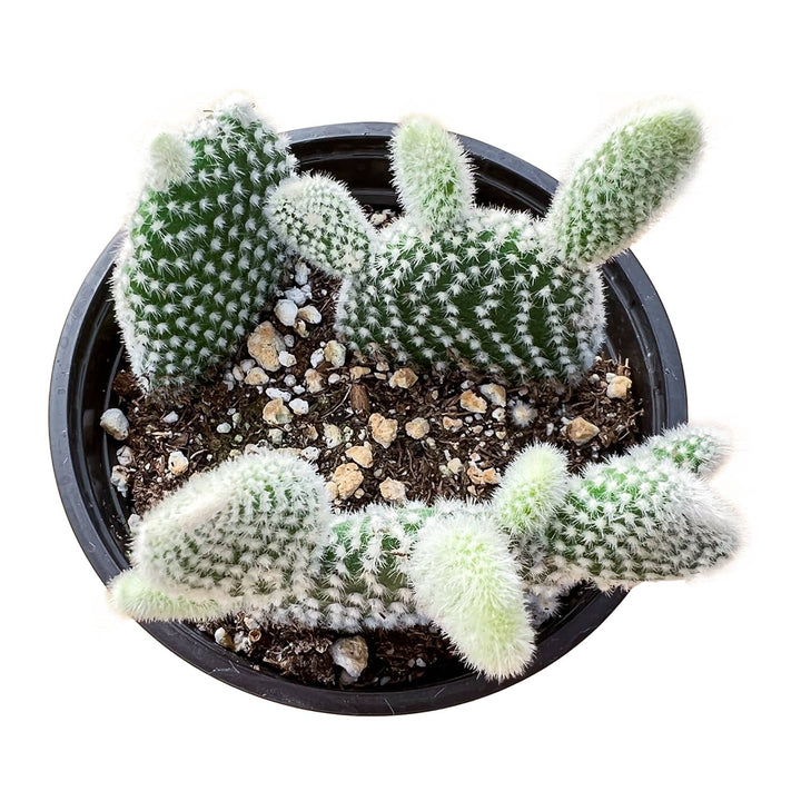 Opuntia microdasys albata 'Bunny Ears' (4 inch)