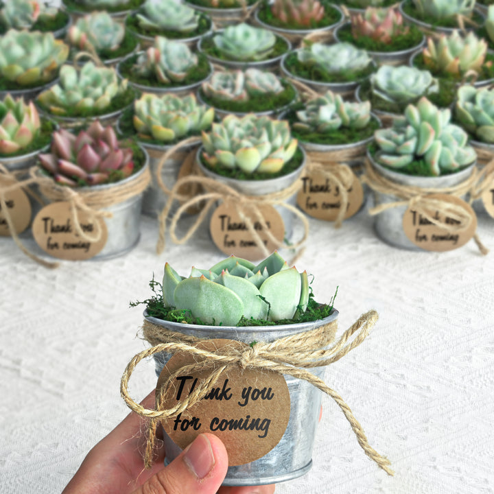 Metal-bucket-succulent-plant-favors