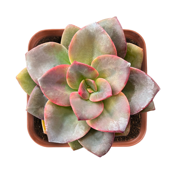 Echeveria Chroma