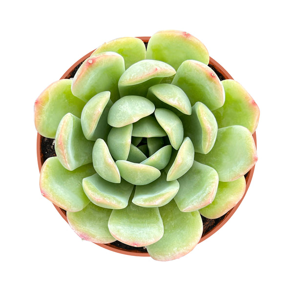 Echeveria 'Suryeon' (4 inch)