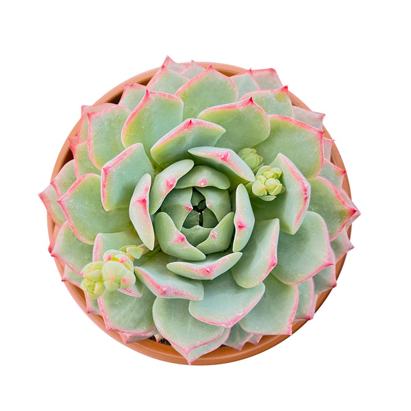 Echeveria Tippy (6 inch)