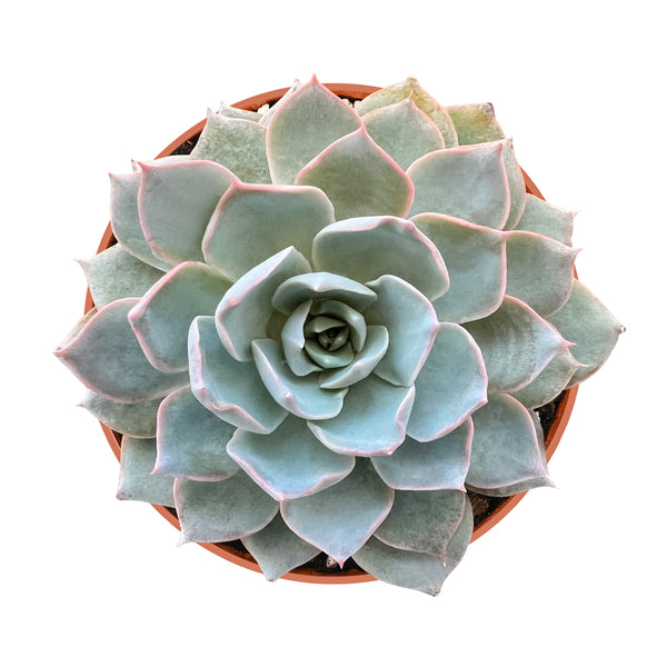 Echeveria Desmetiana de Smelt (4 inch)