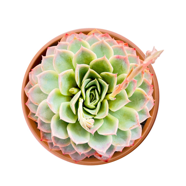 Echeveria Joselrin (6 inch)