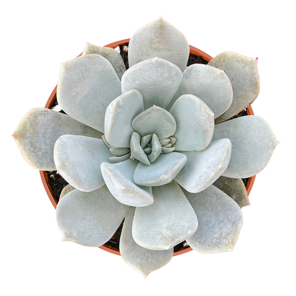 Echeveria 'Tiramisu' (4 inch)