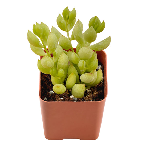 Cotyledon Pendens (Cliff Cotyledon)