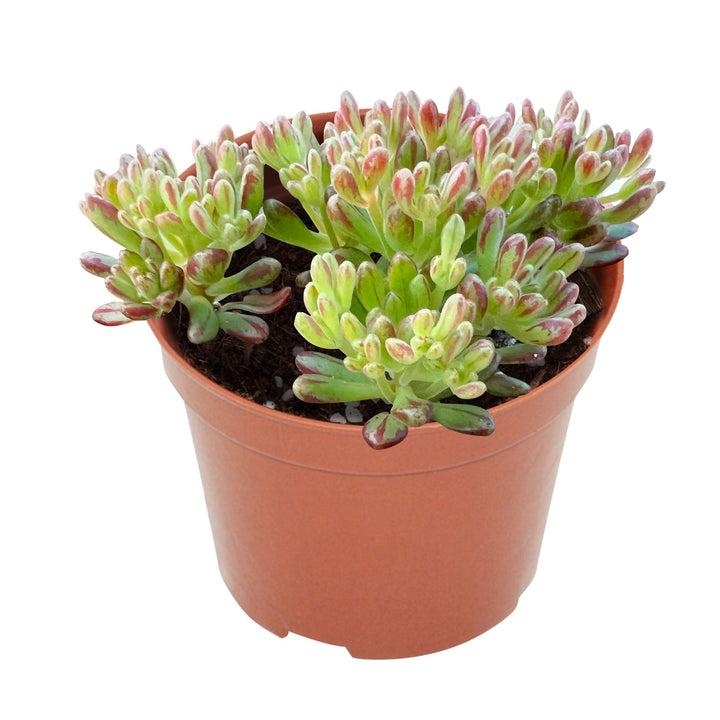 Dwarf-Aeonium