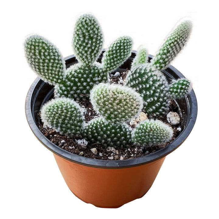 Opuntia microdasys albata 'Bunny Ears' (4 inch)