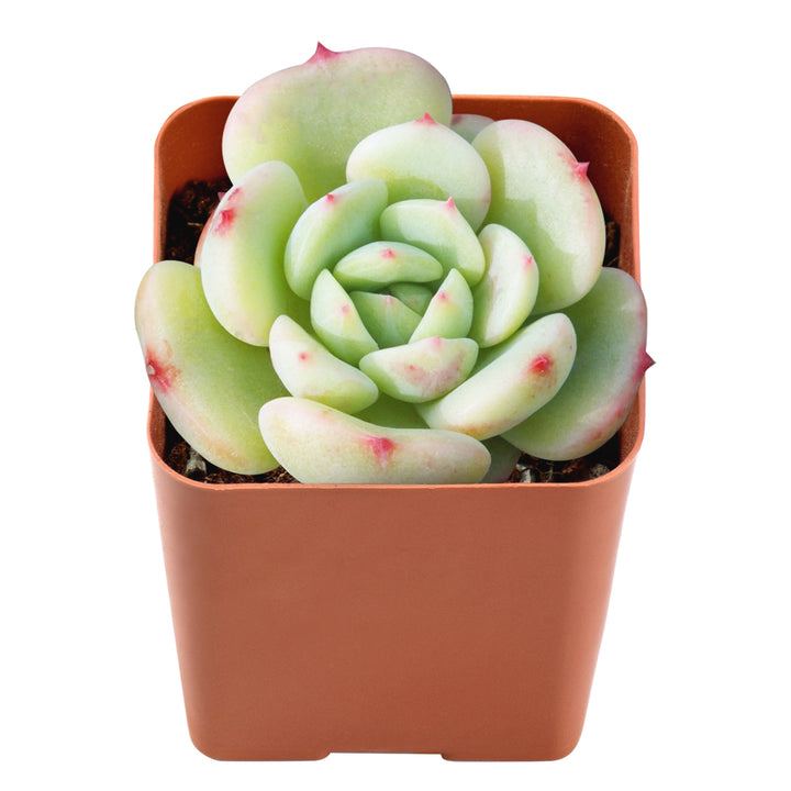 Echeveria 'Lala' 