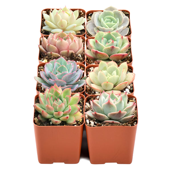 8-rose-shaped-succulents-bulk