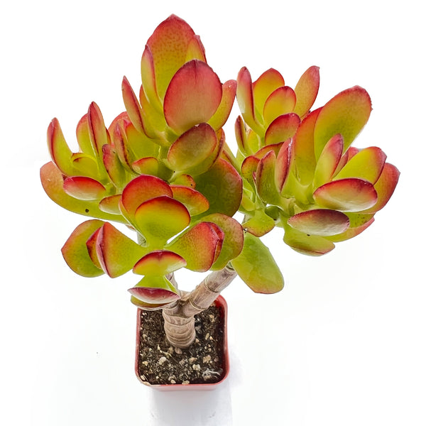 Crassula Ovata Crosby’s Compact(Dwarf Jade Plant), 6''-8'' tall