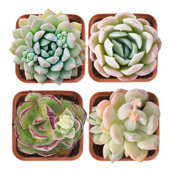 Succulent Set #4 (Fixed Varieties)