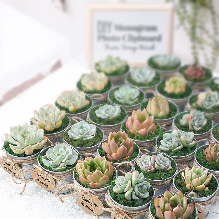 rosette-succulent-plant-favors