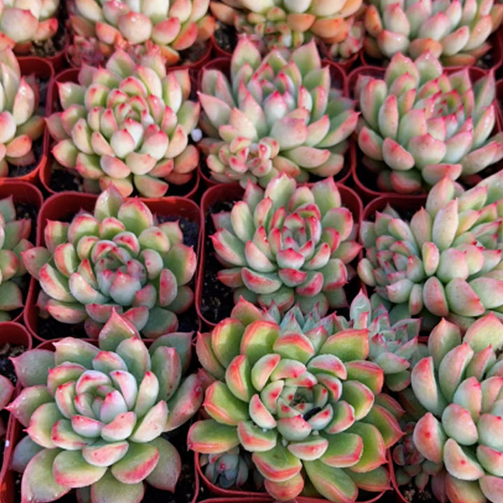 echeveria-mebina-bulk-sale