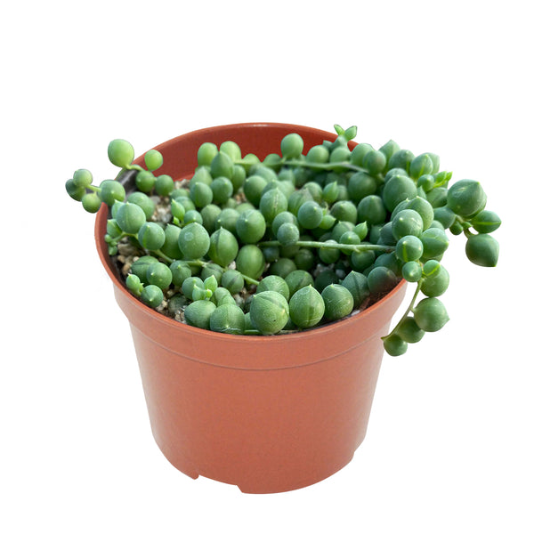 String of Pearls / Senecio Rowleyanus (4 inch)