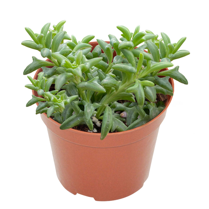 string-of-dolphins-senecio-peregrinus