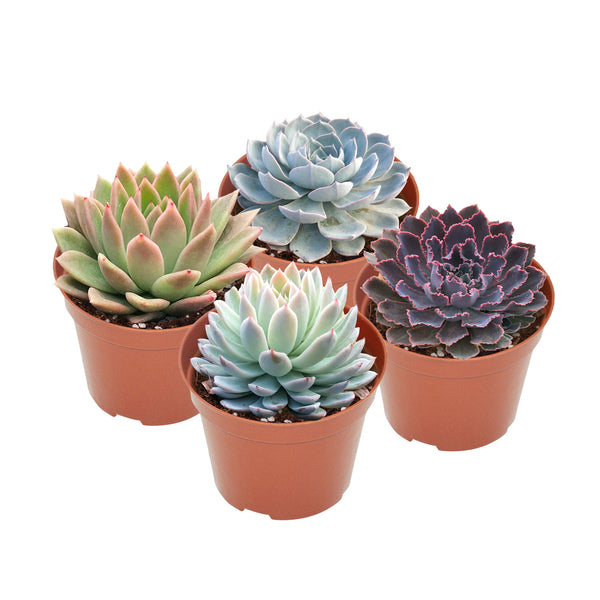 4 Assorted Rooted Succulents Plants (4 inch)