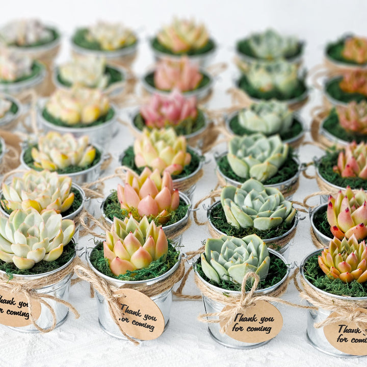 rosette-succulents-for-party-favors