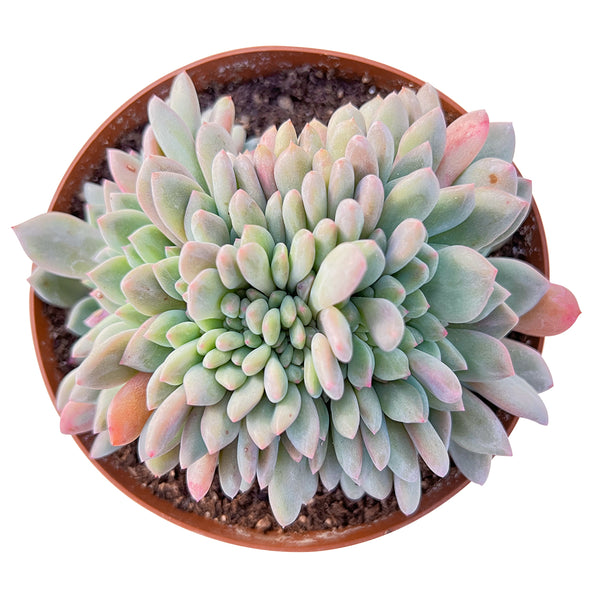 Crested Echeveria Ariel (6 inch)(Limited)