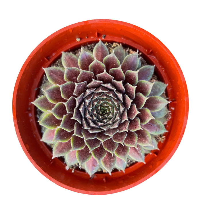 Sempervivum 'Stansfieldii' (4 inch)