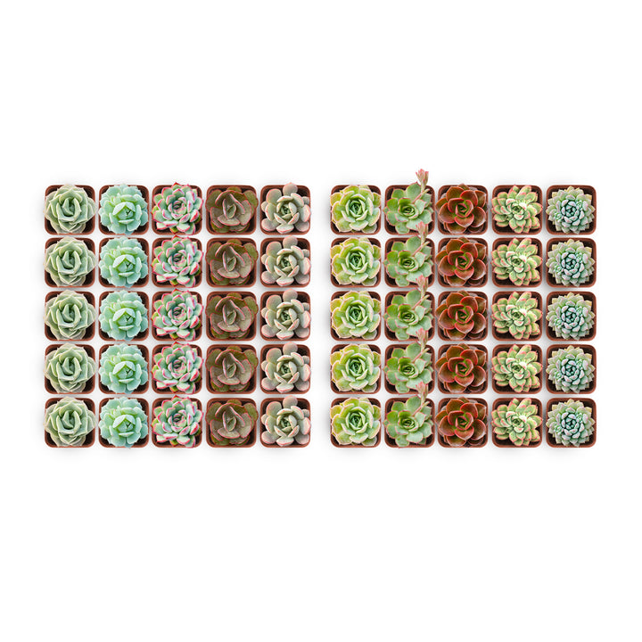 50-pack-of-mini-rose-succulent-plants