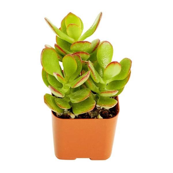 Crassula ovata 'Pink Beauty' (Pink Jade Plant), 5 Cuttings