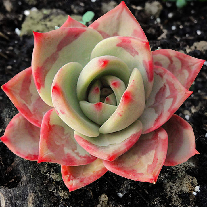 Echeveria 'Lala' 