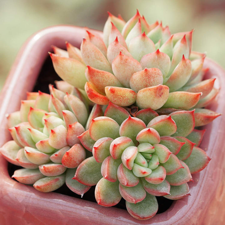 echeveria-mebina-in-succulent-pot