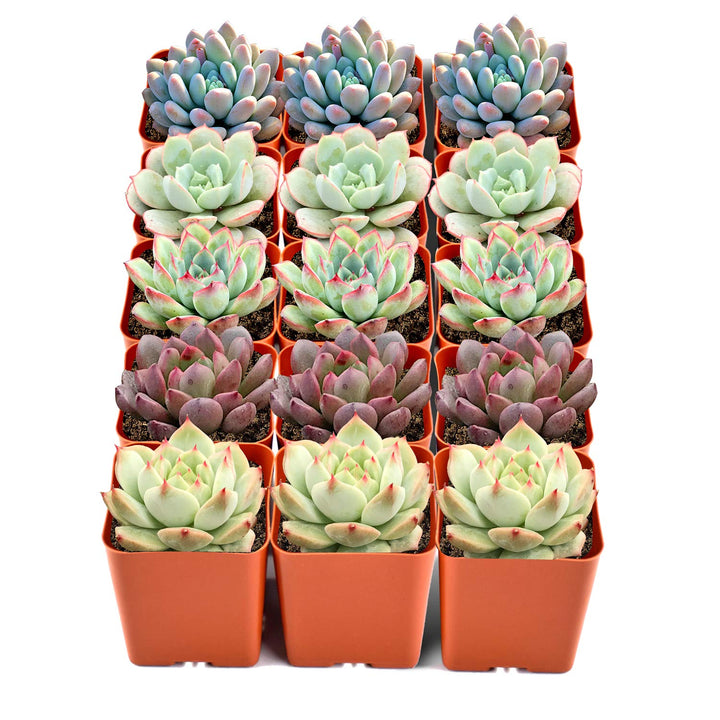 15-mini-rose-succulents-bulk