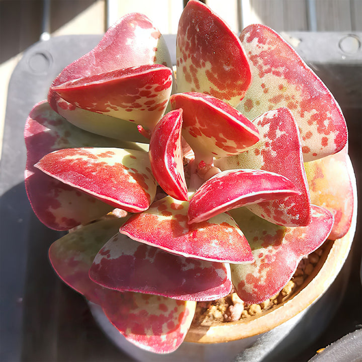 adromischus-triflorus-calico-hearts