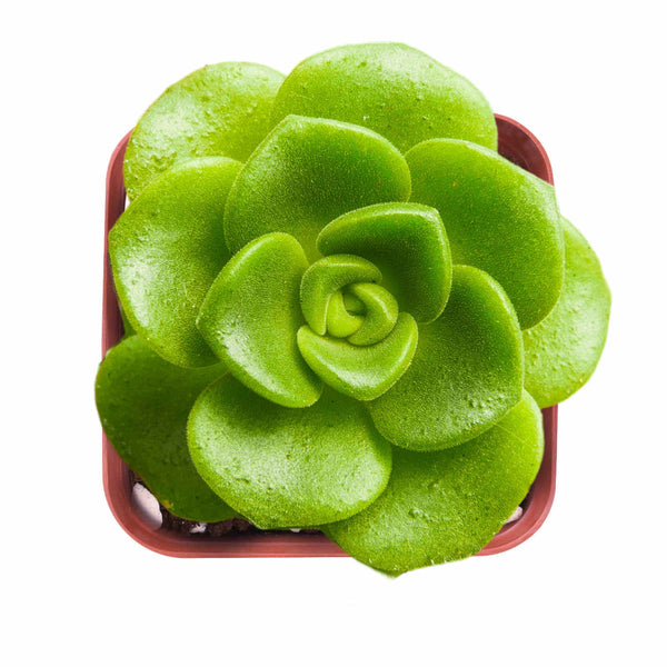 Aeonium Lily Pad