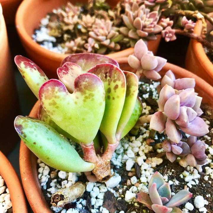 adromischus-triflorus-calico-hearts